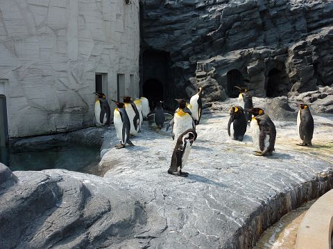 090508_penguin1.jpg