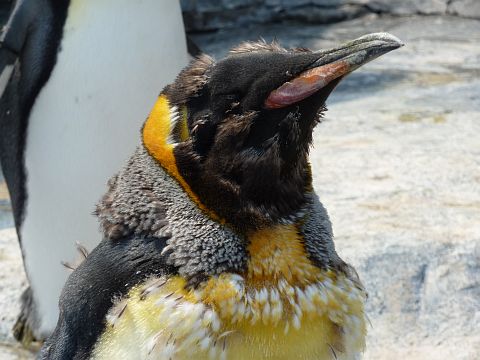 090508_penguin2.jpg