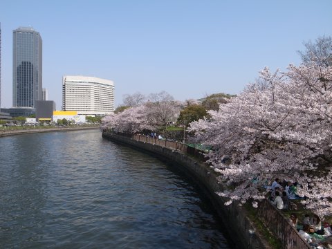 sakura02.jpg